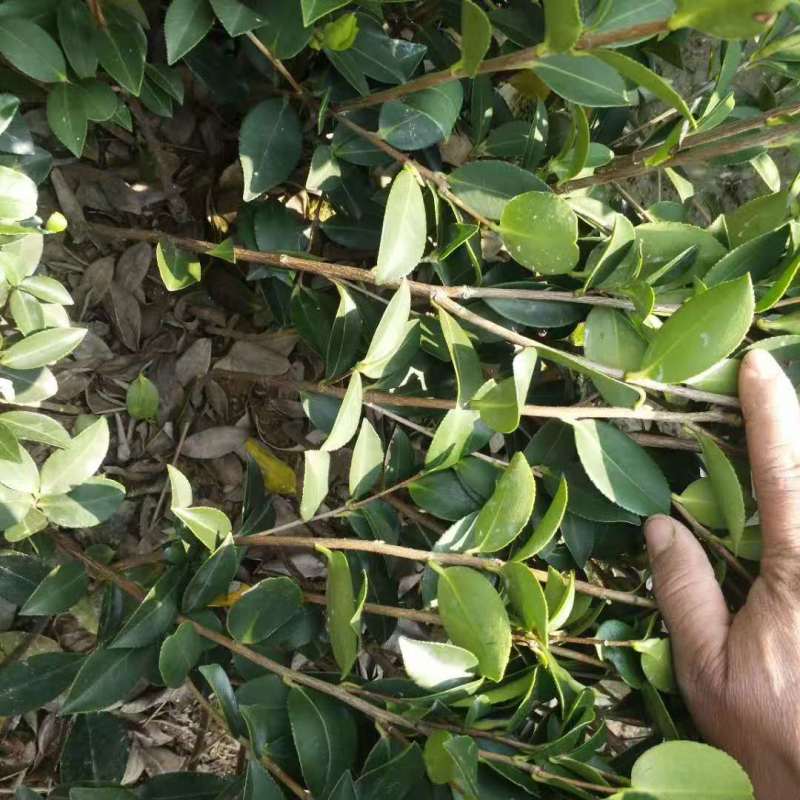 广西油茶嫁接苗湘林210袋苗带泥发货包邮