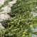 广西油茶嫁接苗湘林210袋苗带泥发货包邮