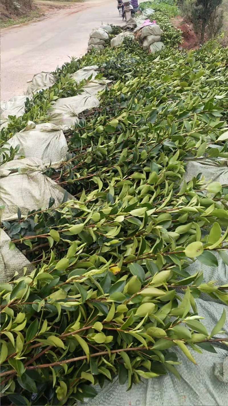广西油茶嫁接苗湘林210袋苗带泥发货包邮