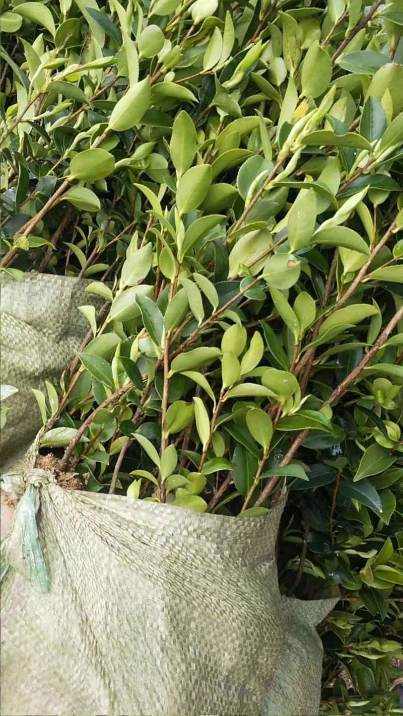 广西油茶嫁接苗湘林210袋苗带泥发货包邮