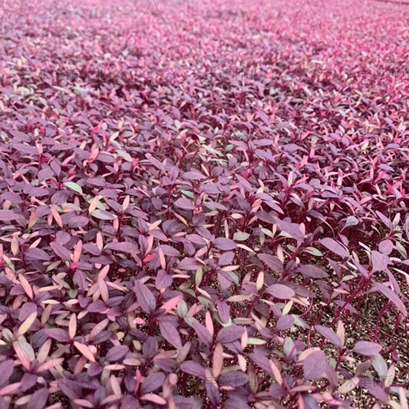 胭脂红苋菜种籽整体通红色野生种子特种四季种植