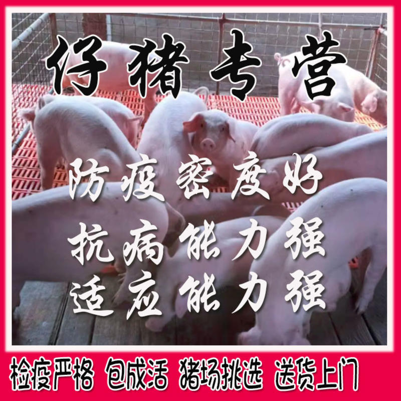 精品三元仔猪大量供应，防疫严格，保证健康猪场抓猪送猪到家