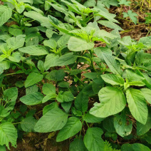 野苋菜种子野汉菜种籽银银菜银青菜种籽四季