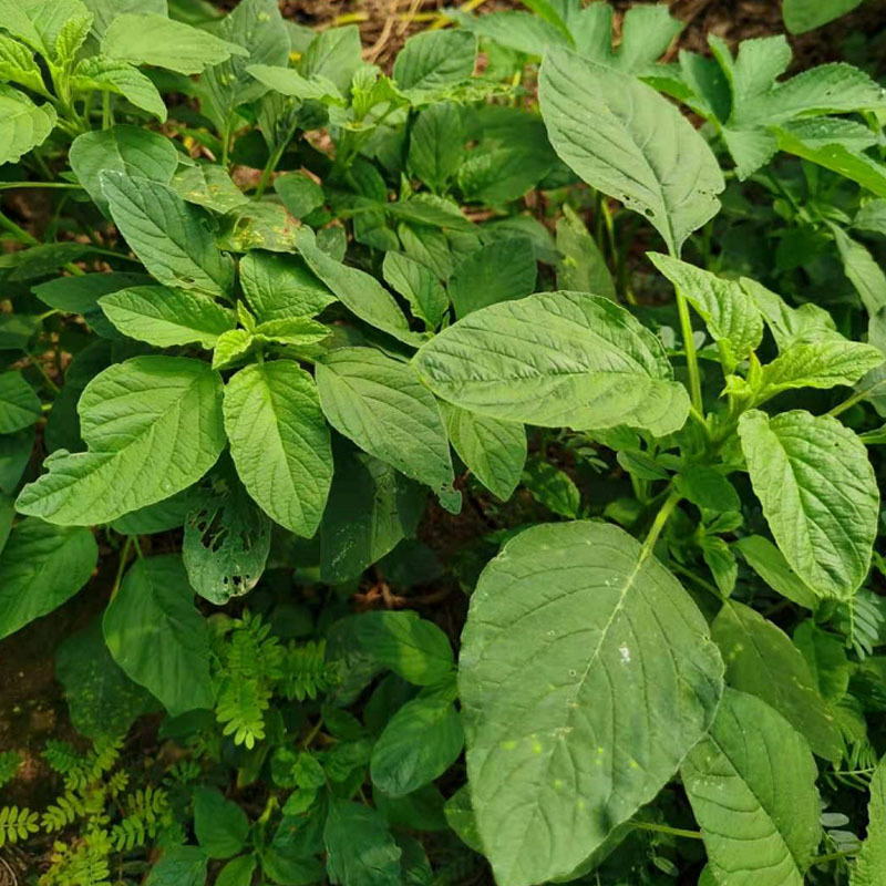 野苋菜种子野汉菜种籽银银菜银青菜种籽四季
