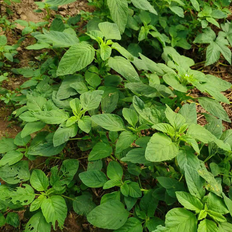 野苋菜种子野汉菜种籽银银菜银青菜种籽四季