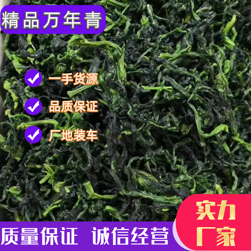 脱水万年！，脱水菜心厂家直销