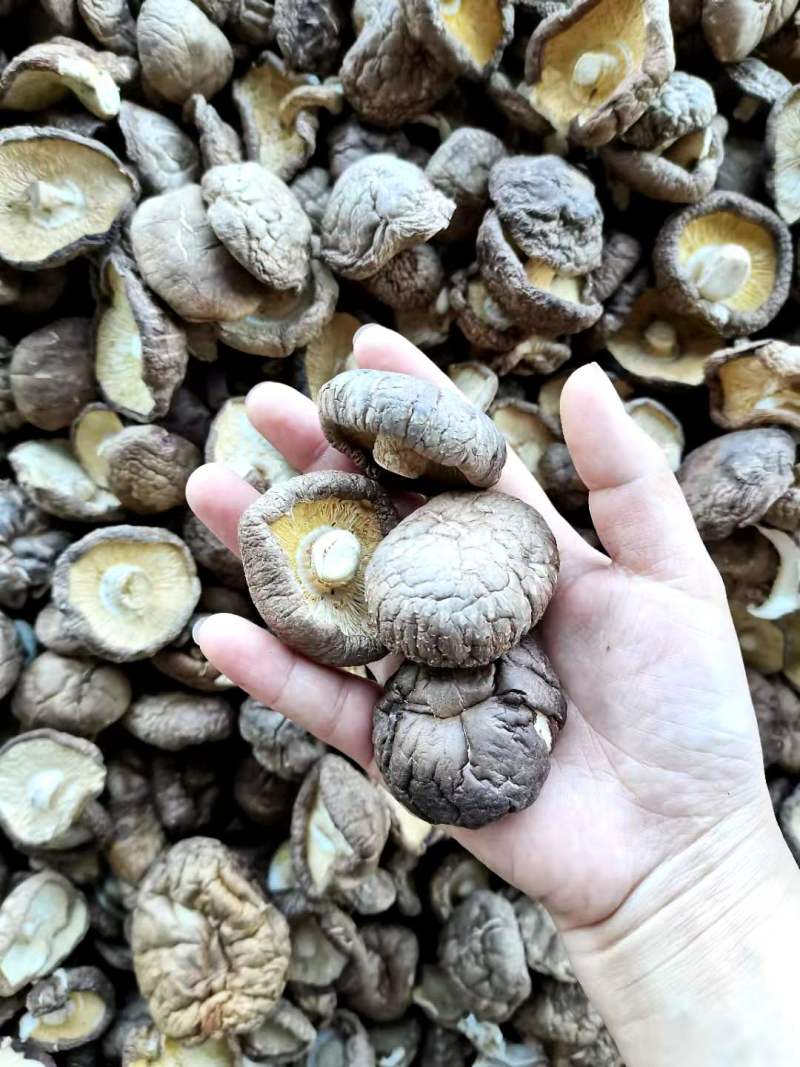 干香菇精品干香菇当季新货大小可选产地直发大量现货
