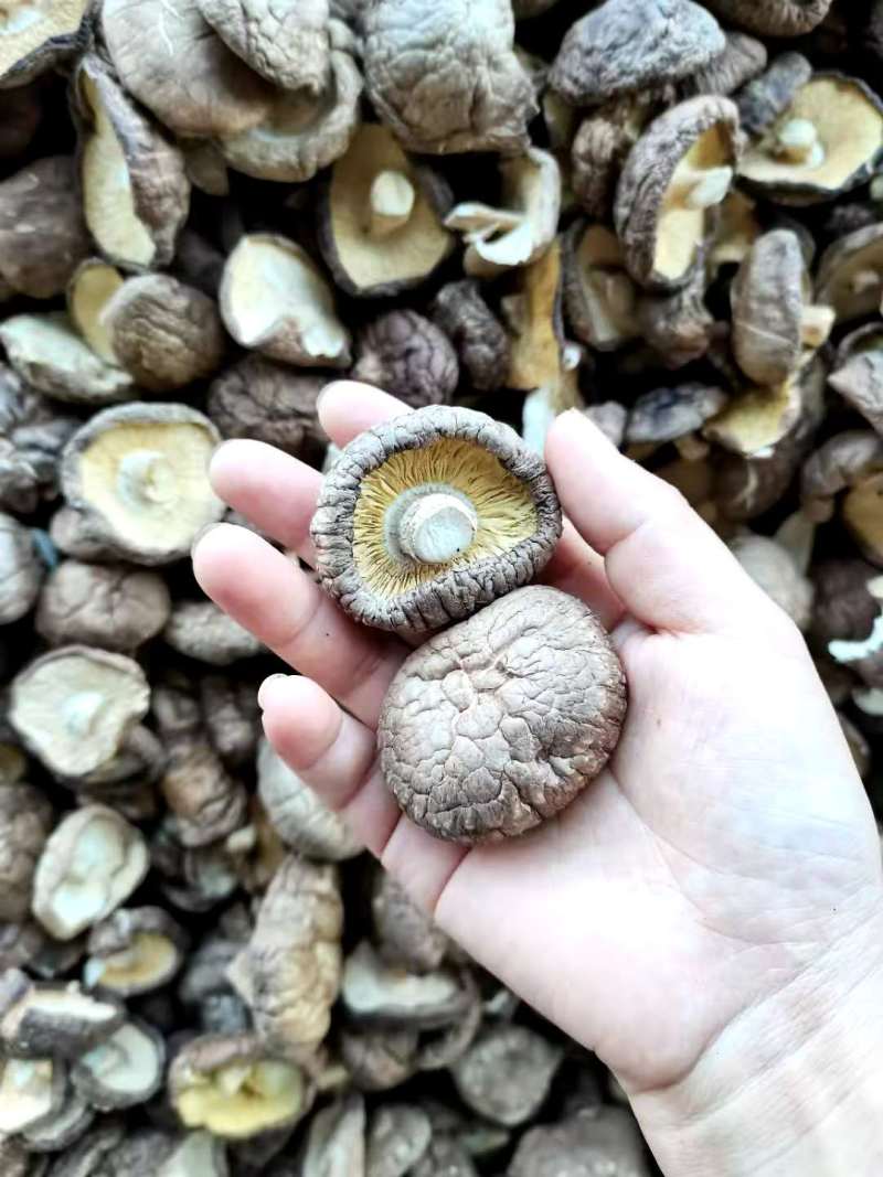 干香菇精品干香菇当季新货大小可选产地直发大量现货