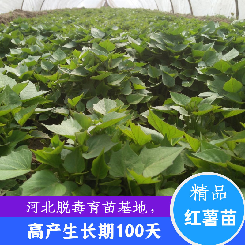 商薯苗，烟薯苗，西瓜红，白哈密，紫薯苗，济26，济33苗