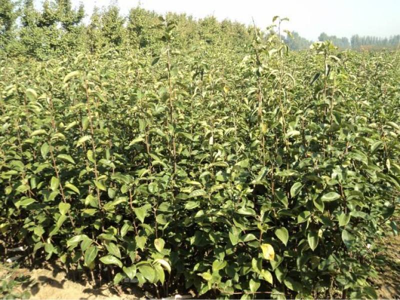梨树，5-8公分品种树观赏树占地树规格齐全，保栽保活