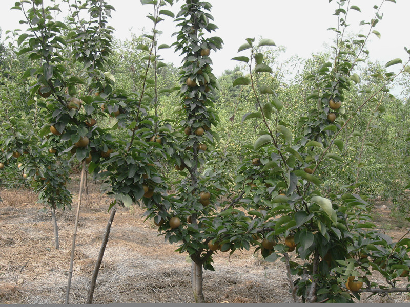 梨树，5-8公分品种树观赏树占地树规格齐全，保栽保活