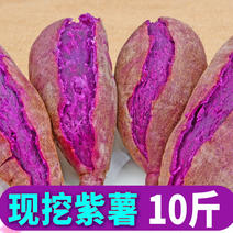山东紫薯新鲜地瓜农家蔬菜现挖10斤软糯蜜板栗山芋小番薯