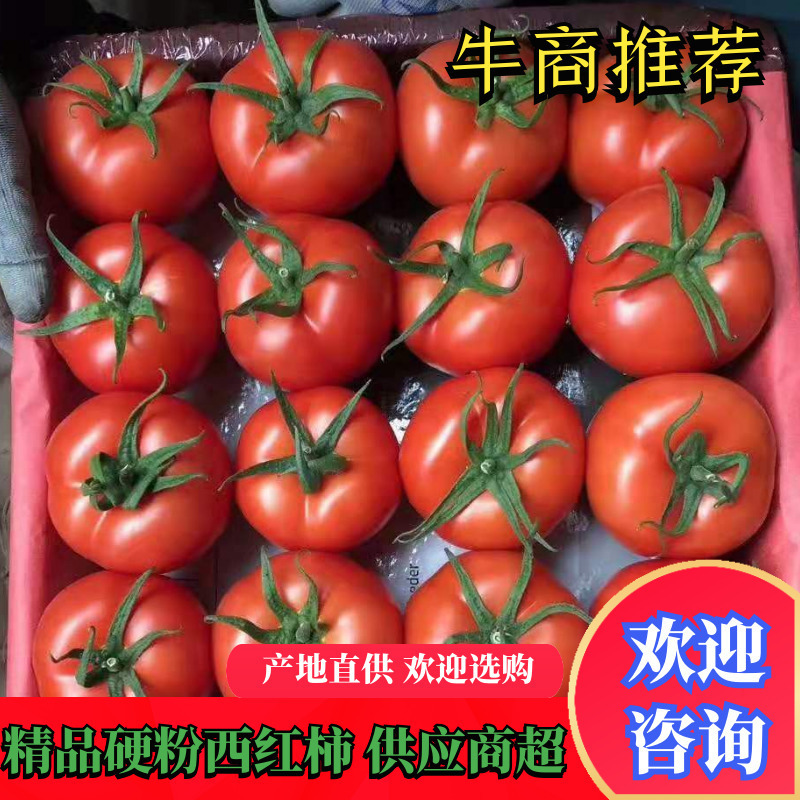 精品西红柿硬粉西红柿大红西红柿代发全国各地，大量有货