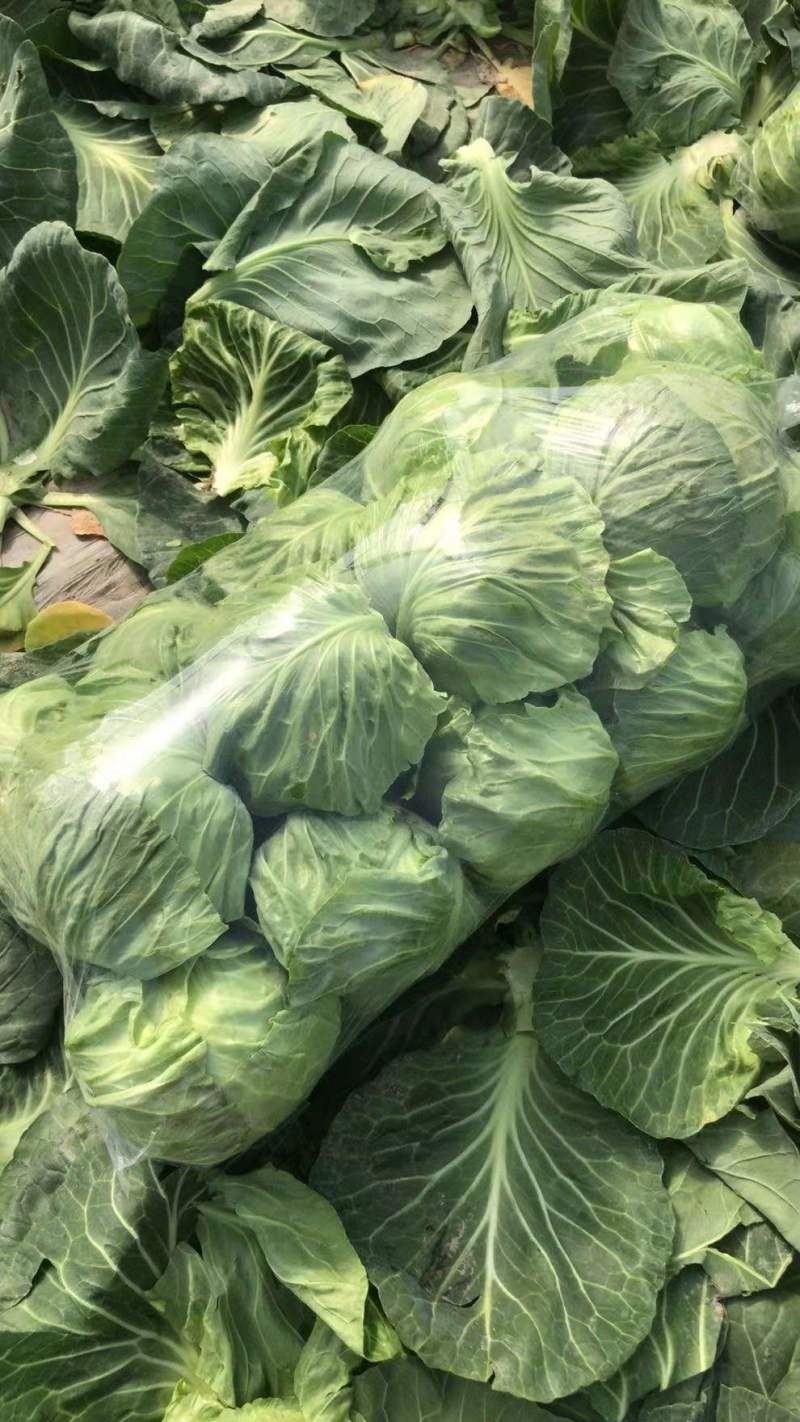湖北天门甘蓝扁包菜大量供应1.5-3斤欢迎垂询