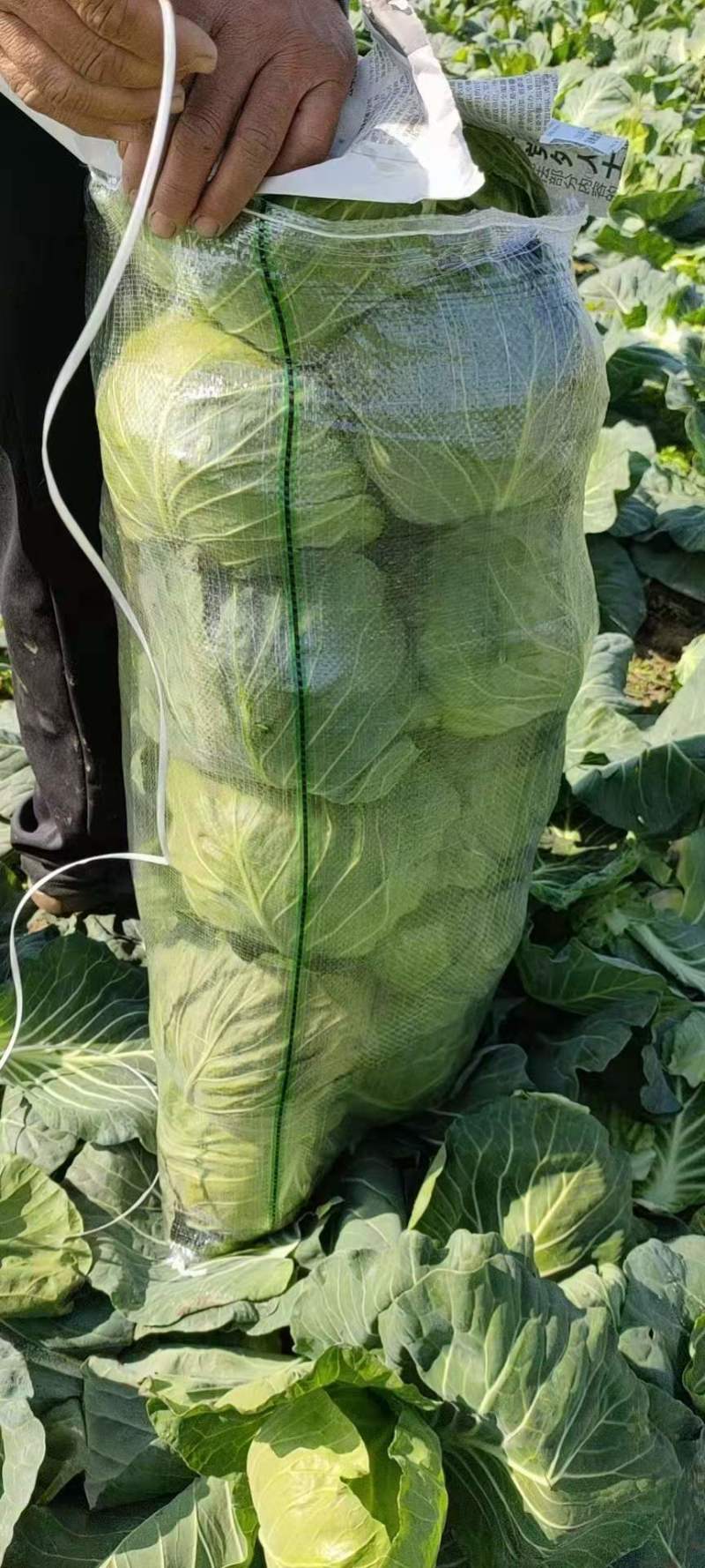 湖北天门甘蓝扁包菜大量供应1.5-3斤欢迎垂询