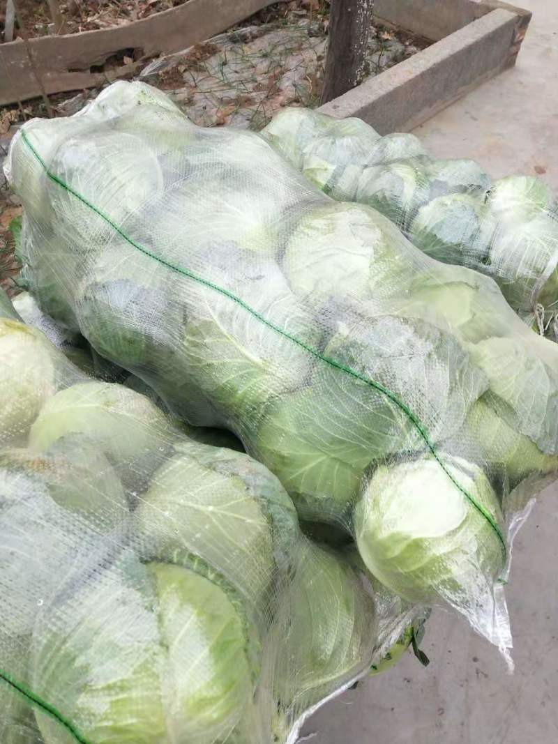 湖北天门甘蓝扁包菜大量供应1.5-3斤欢迎垂询