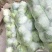 湖北天门甘蓝扁包菜大量供应1.5-3斤欢迎垂询