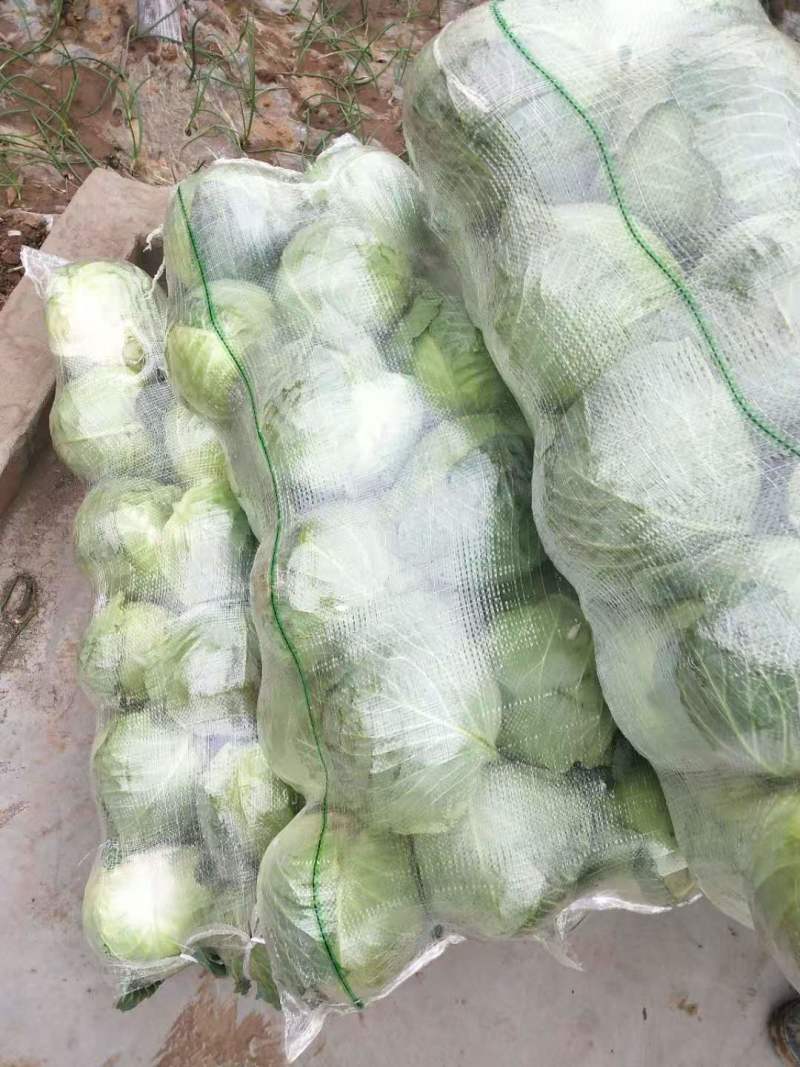 湖北天门甘蓝扁包菜大量供应1.5-3斤欢迎垂询