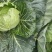 湖北天门甘蓝扁包菜大量供应1.5-3斤欢迎垂询