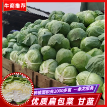 扁包菜叶清秀耐储运襄阳甘蓝大量上市基地直发一手货源