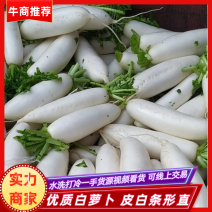 白萝卜皮白条形直，水洗打冷一手货源视频看货可线上交易