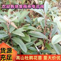 云南高山杜鹃马樱花观花植物盆景室内植物大量供应