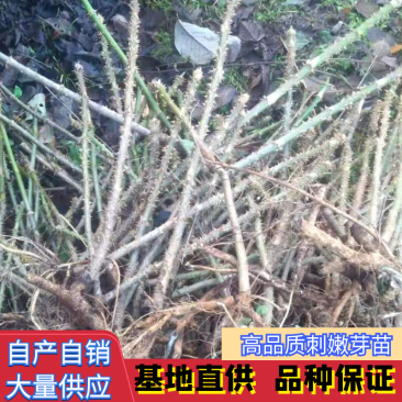 【推荐】刺嫩芽苗刺老包自产自销，品质保证欢迎选购