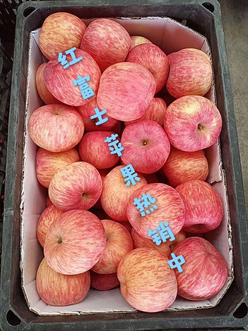 【苹果】山东红富士苹果，对接商超、电商、批发档口一条龙服
