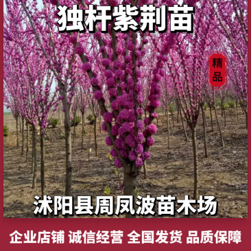 【荐】紫荆独杆巨紫荆丛生紫荆基地大量供应精品庭院点缀紫荆