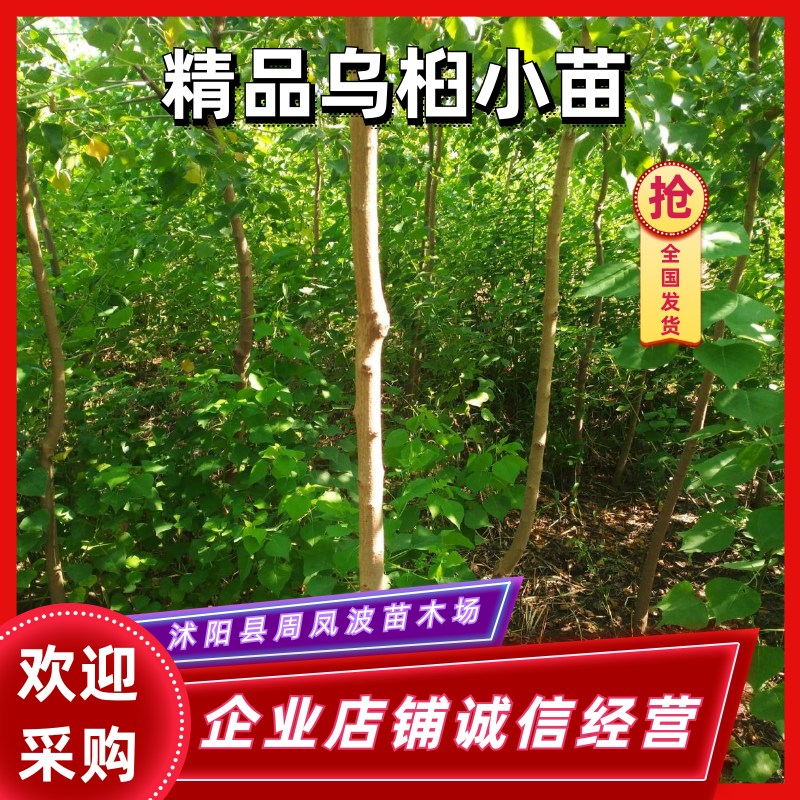 乌桕江苏产地彩色花卉造型乌桕丛生乌桕行到树点缀观赏树