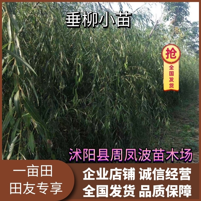 【垂柳苗】垂柳苗当年垂柳小苗青皮垂柳小苗竹柳当年小苗柳树