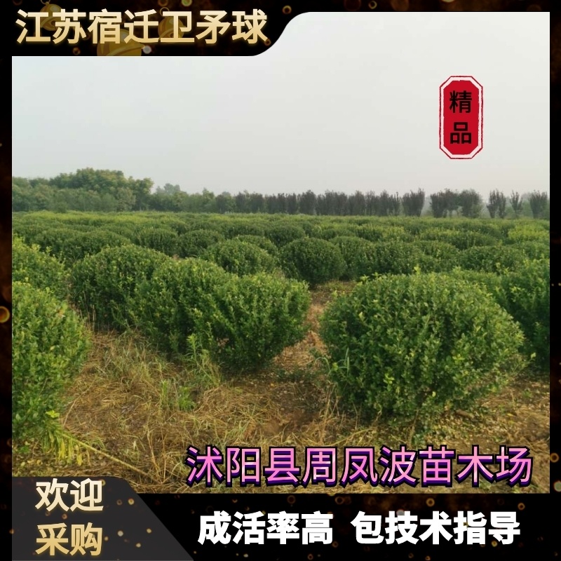 卫矛150-180公分卫矛球基地批量低价处理净球毛球