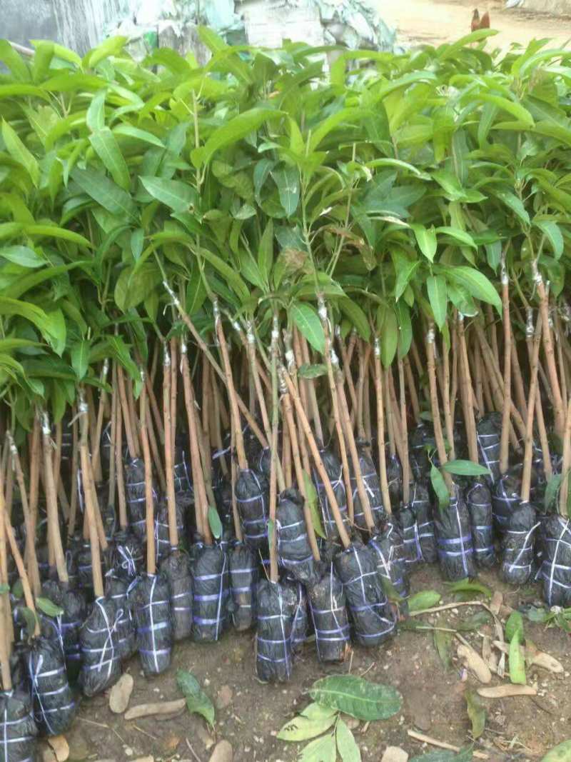 芒果树苗，广西芒果树苗，台农苗1m以下，电话联系