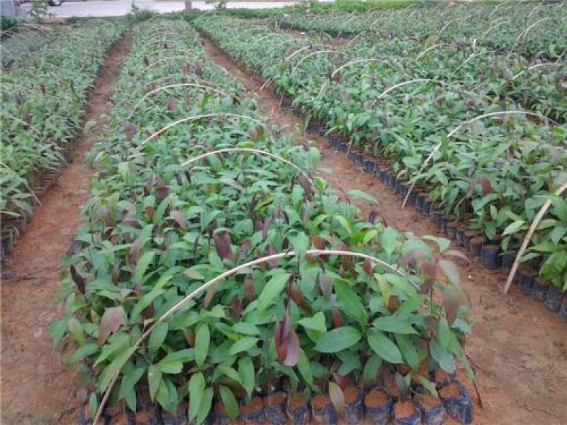 芒果树苗，广西芒果树苗，台农苗1m以下，电话联系