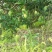 芒果树苗，广西芒果树苗，台农苗1m以下，电话联系
