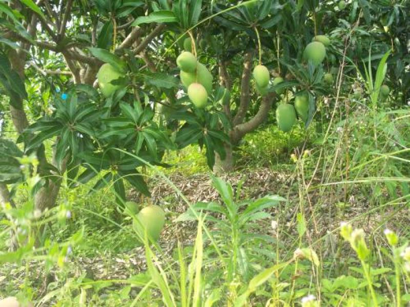 芒果树苗，广西芒果树苗，台农苗1m以下，电话联系