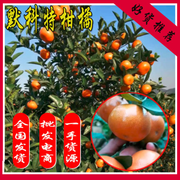 默科特柑桔上市，价格美丽，有市场的老板电话咨询有优惠！！