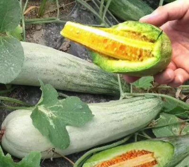 羊角蜜甜瓜苗嫁接甜瓜苗锦玉羊角蜜甜瓜苗一级苗