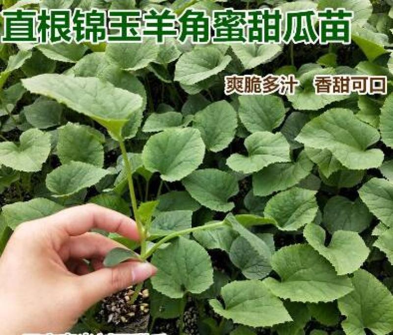 羊角蜜甜瓜苗嫁接甜瓜苗锦玉羊角蜜甜瓜苗一级苗