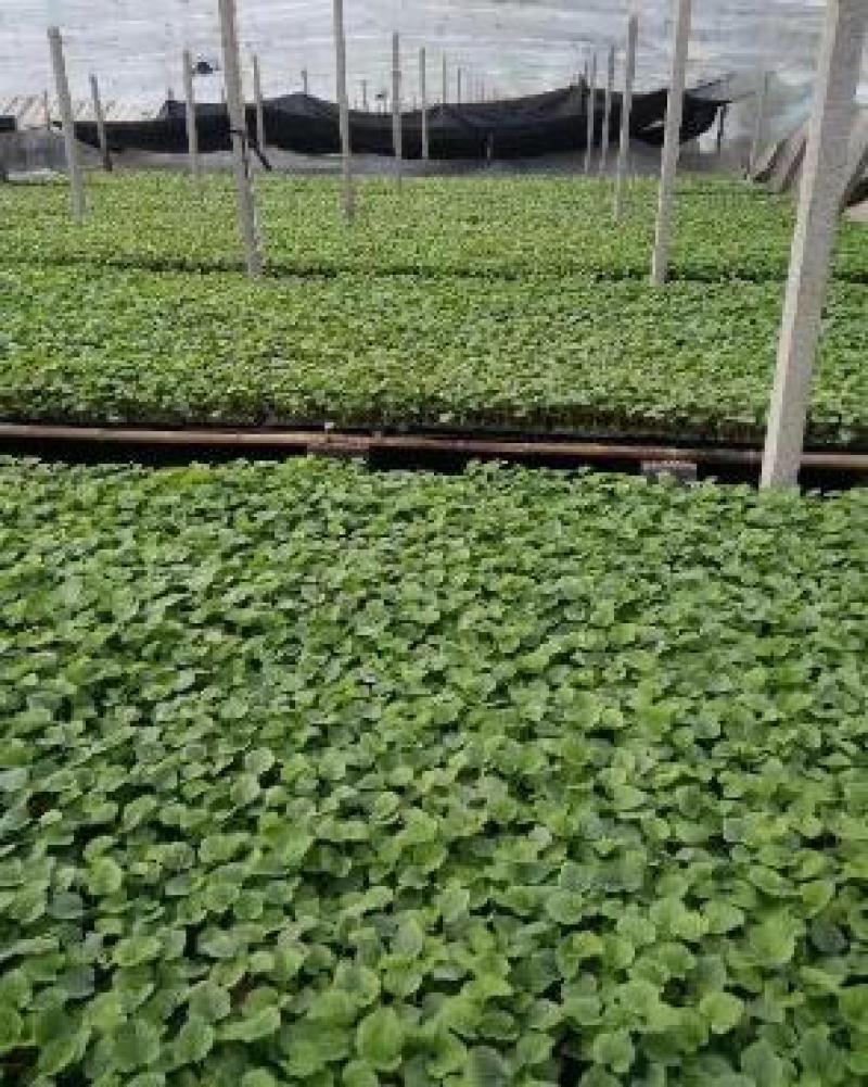 羊角蜜甜瓜苗嫁接甜瓜苗锦玉羊角蜜甜瓜苗一级苗