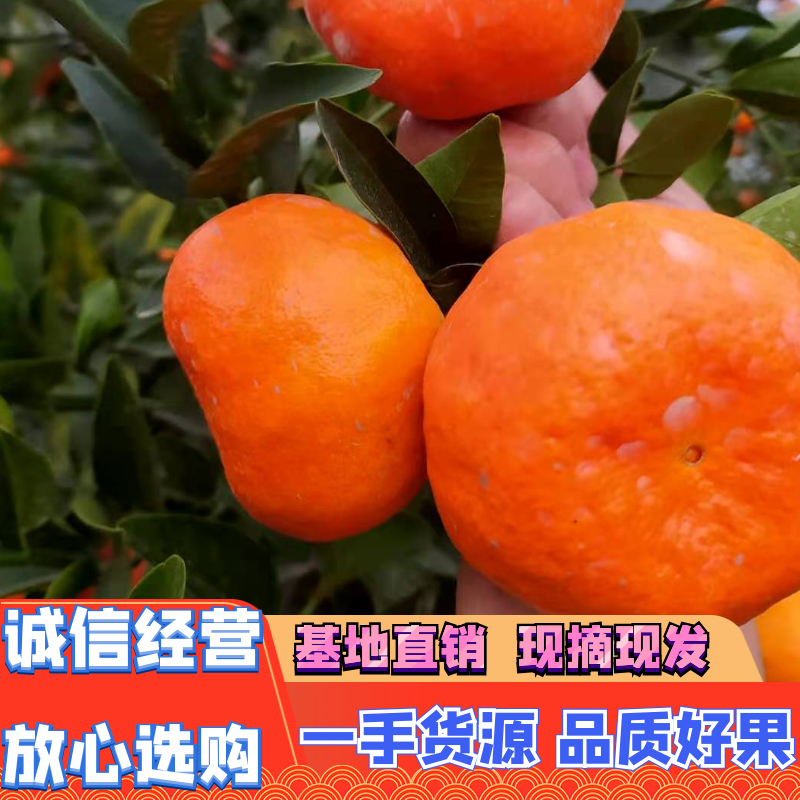万州古红桔、长江边货源、诚信代办、颜色红口感甜
