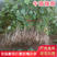 【放心苗】蜜薯苗，西瓜红苗，白哈密，紫薯苗，高端品种