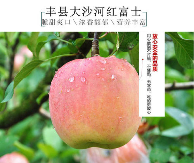 江苏徐州红富士苹果苹果冰糖心，口感脆甜价格优惠欢迎来电
