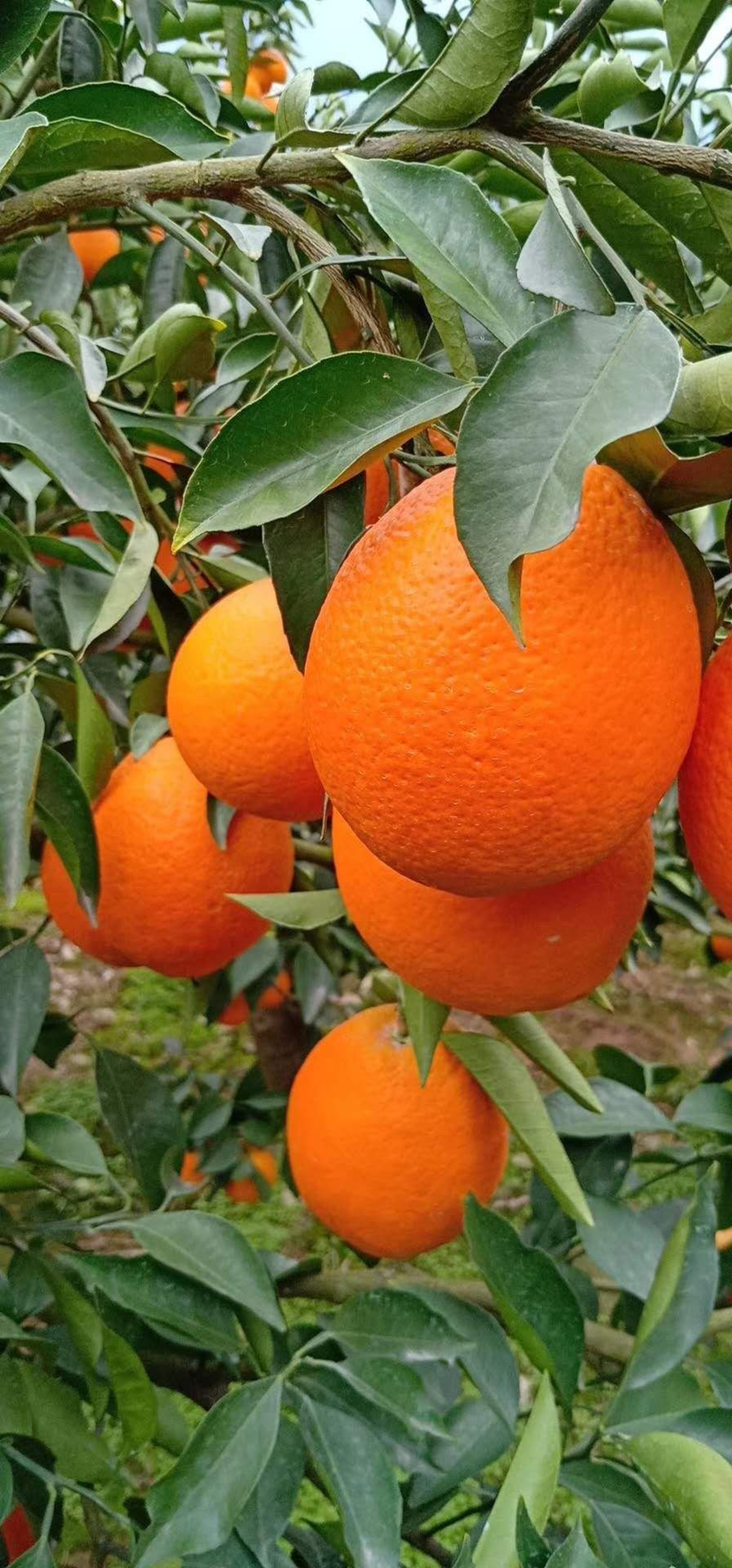 橙子秭归长虹纽荷尔一手货源皮薄汁多，现采现发