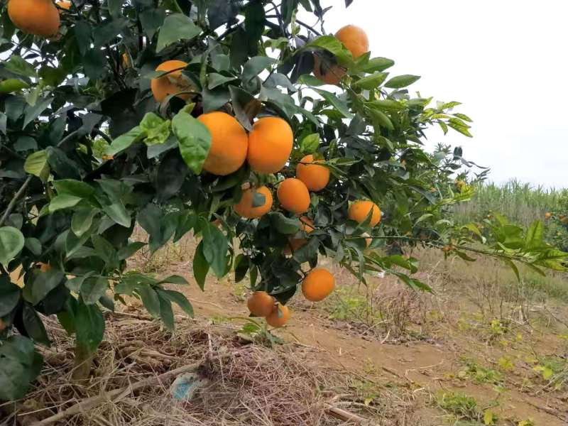 广西崇左沃柑，11月上市，果肉饱满糖度高，早发市场的联系