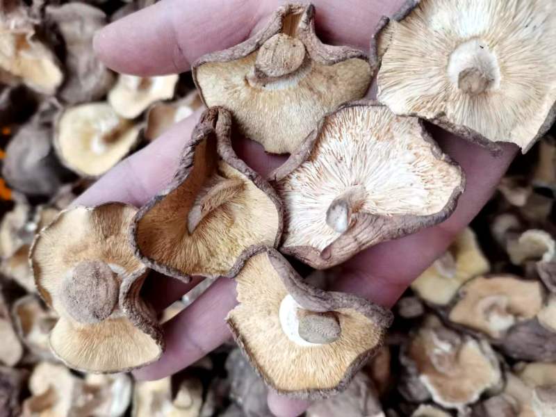 干香菇大薄片干香菇片原产地发货土特产干货源充足稳定