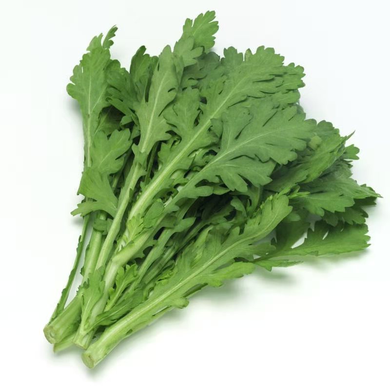 【精品】河北茼蒿大量供应万亩基地直销货源充足可实地考察