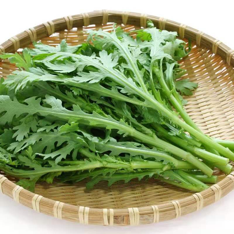 【精品】河北茼蒿大量供应万亩基地直销货源充足可实地考察
