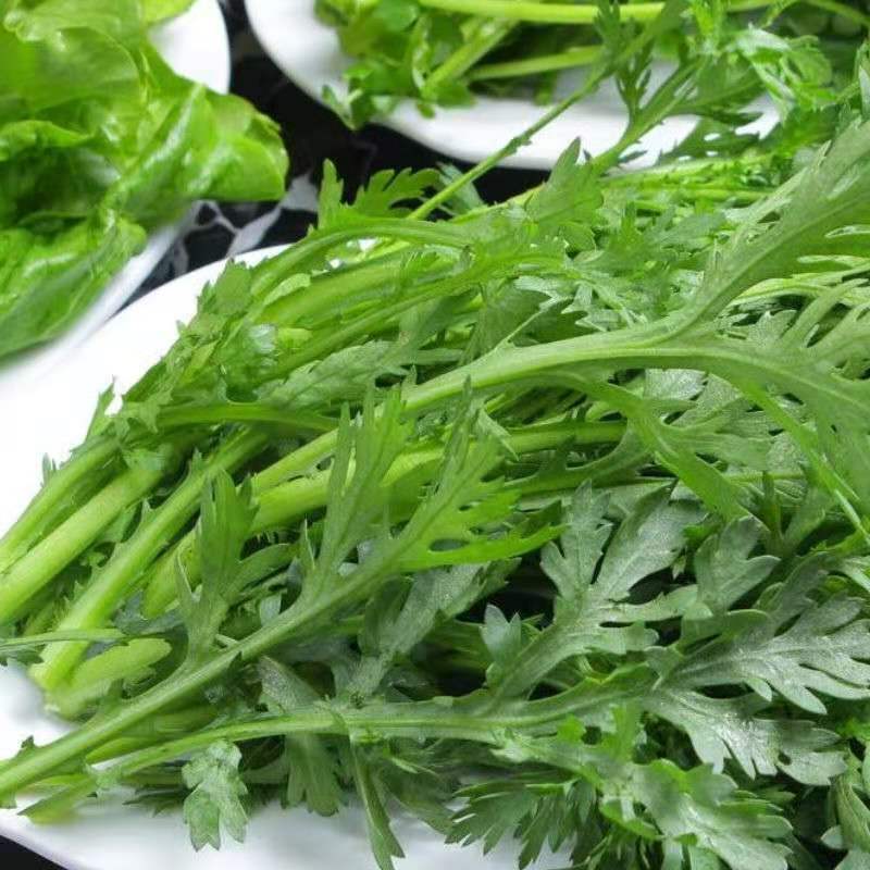【精品】河北茼蒿大量供应万亩基地直销货源充足可实地考察
