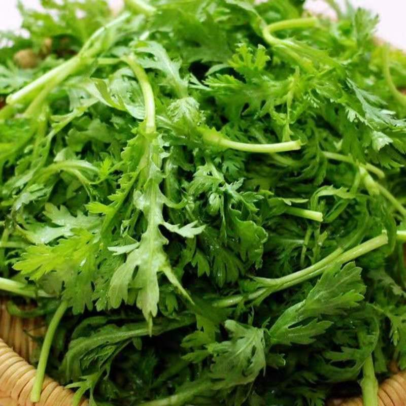 【精品】河北茼蒿大量供应万亩基地直销货源充足可实地考察